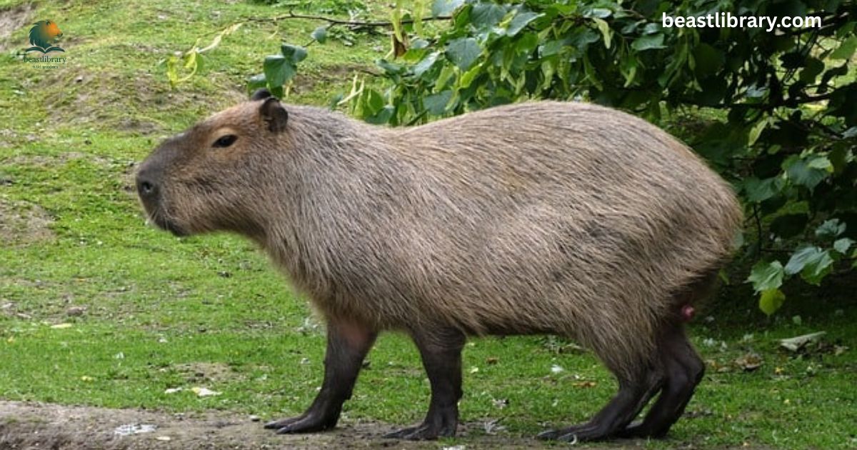 Animals with no tails
