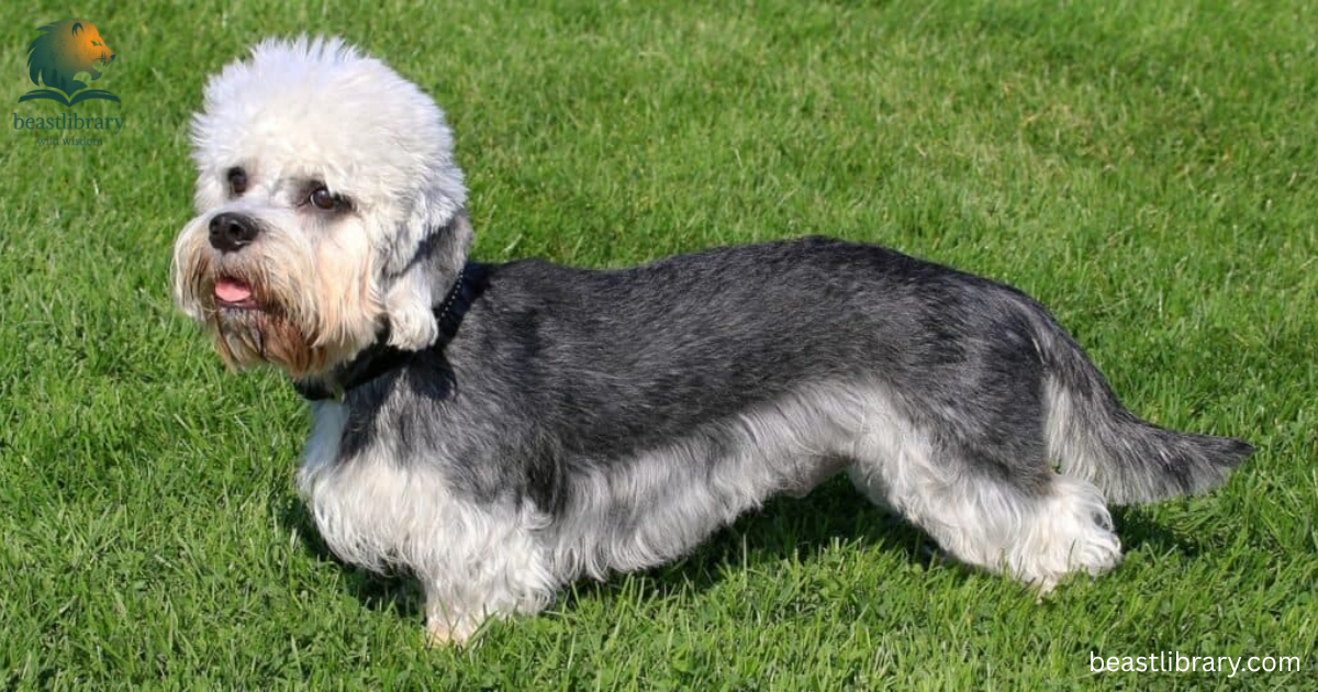 Animals with short legs