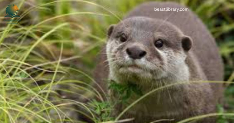 Animals with small ears