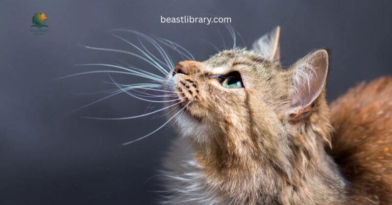 Animals with whiskers