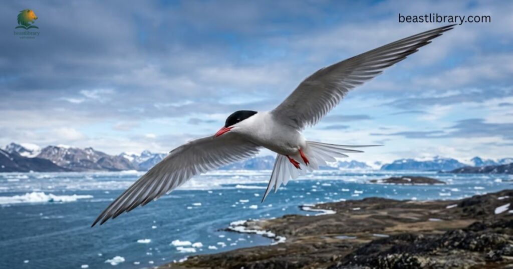 Arctic Tern- animals with a lot of energy