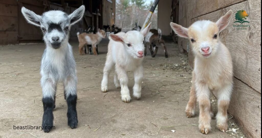  Baby Goats