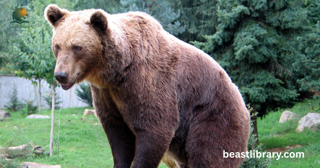 Bear
