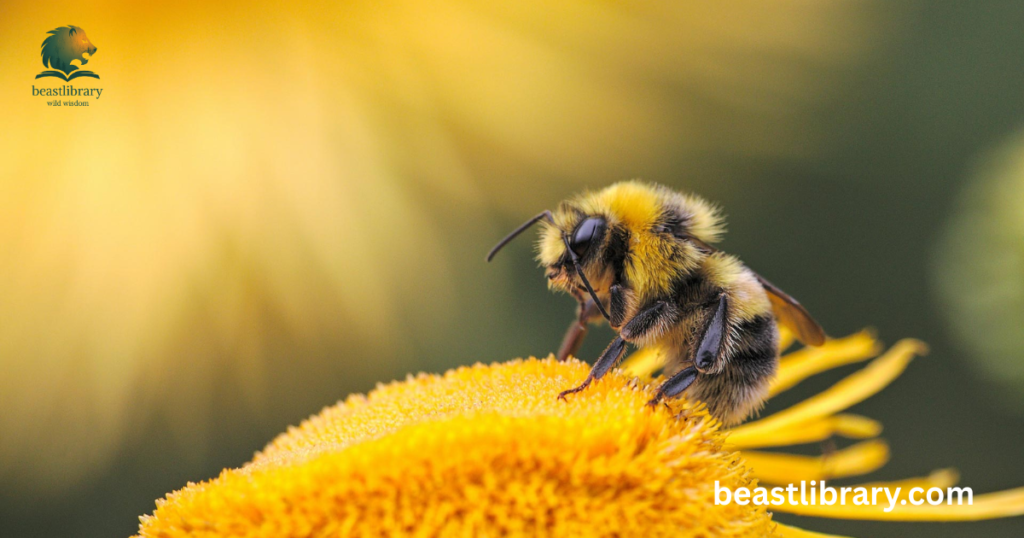 Bees- Animals that Eat Honey