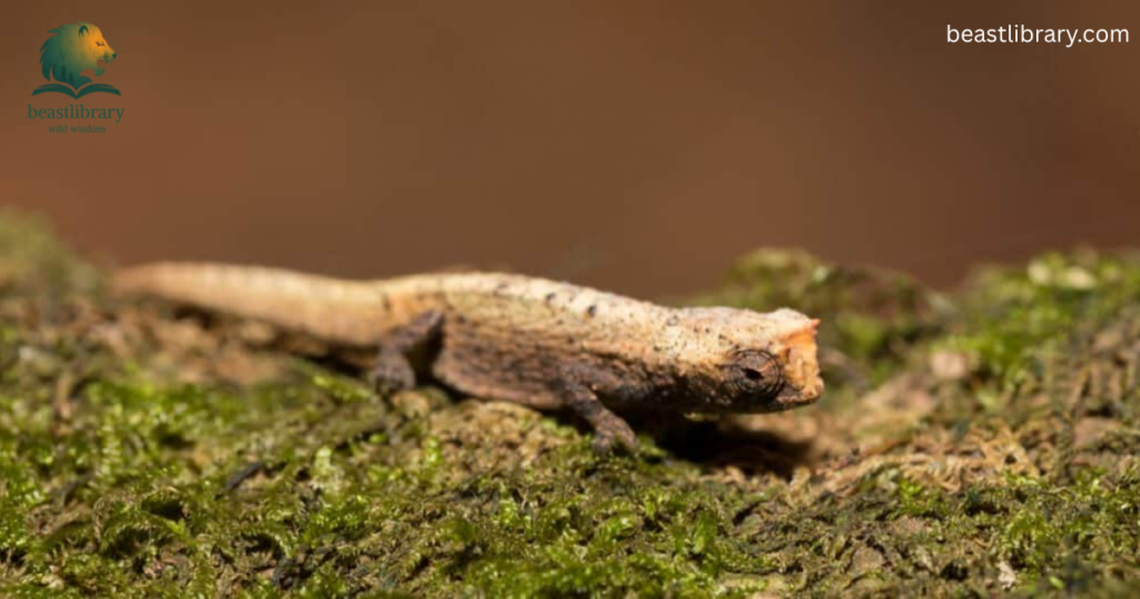 Brookesia is very skinny