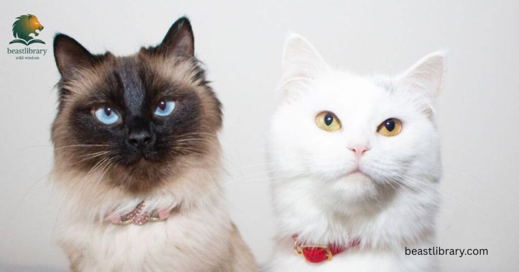 Cat- Animals with Whisker