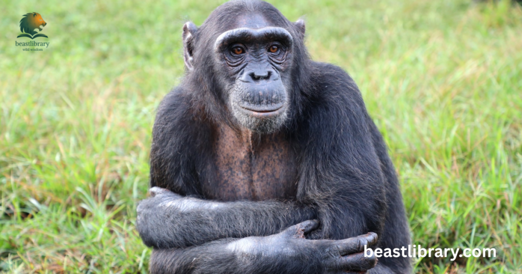 Chimpanzees