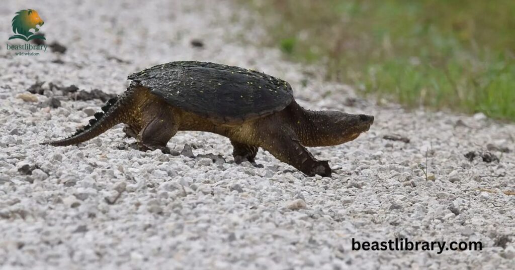 Common Snapping Turtle
