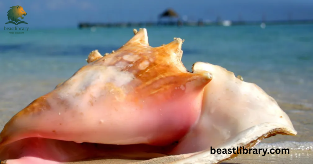  Conch- Animals with Shells