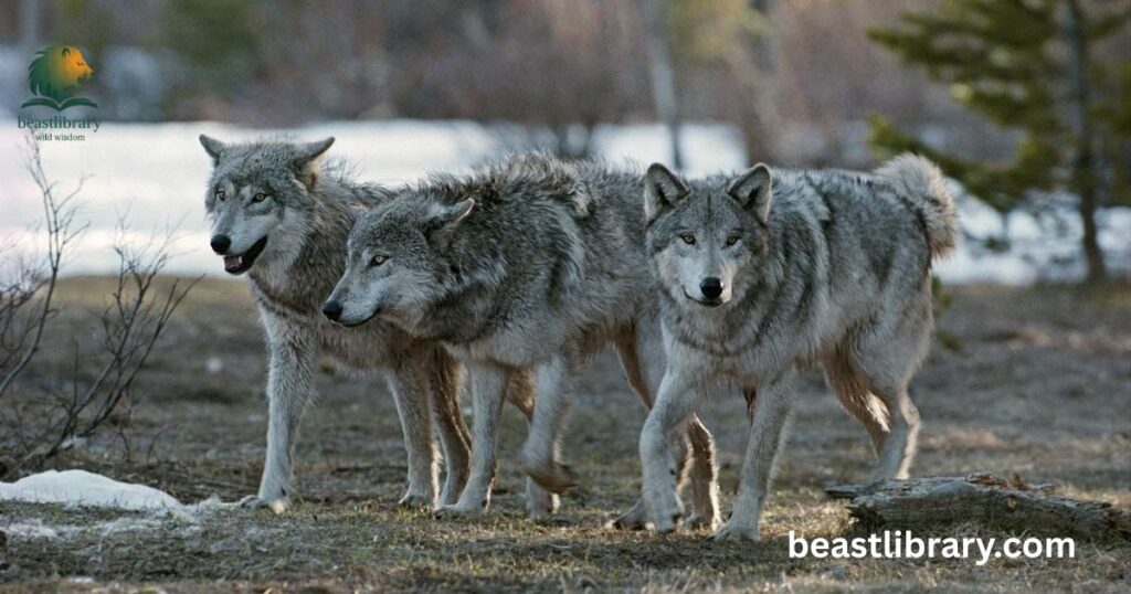 Do Wolves Cuddle?