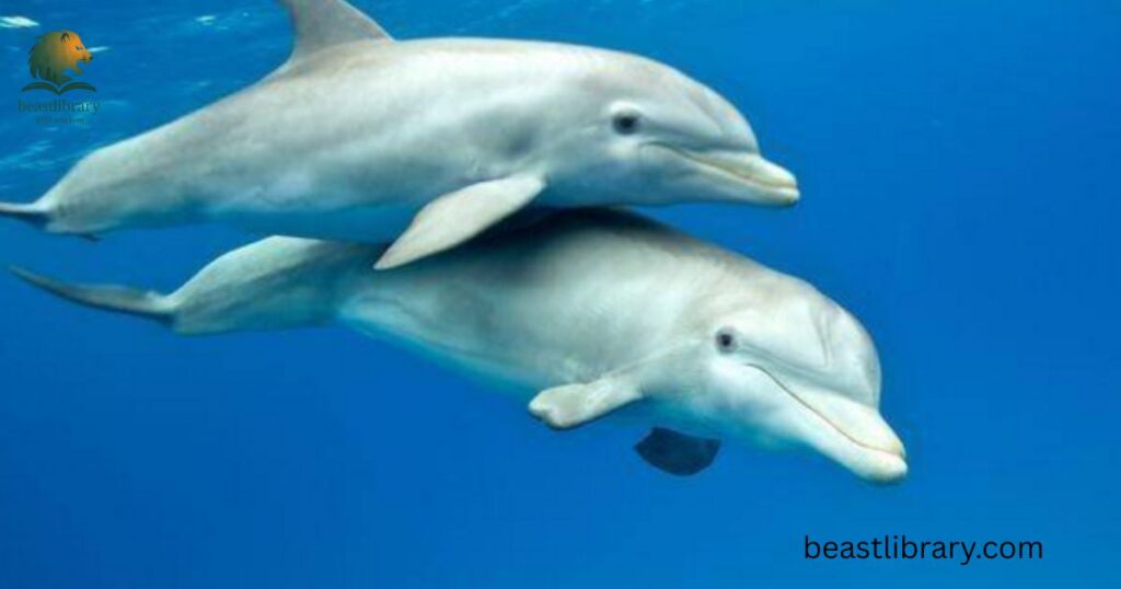 Dolphins
