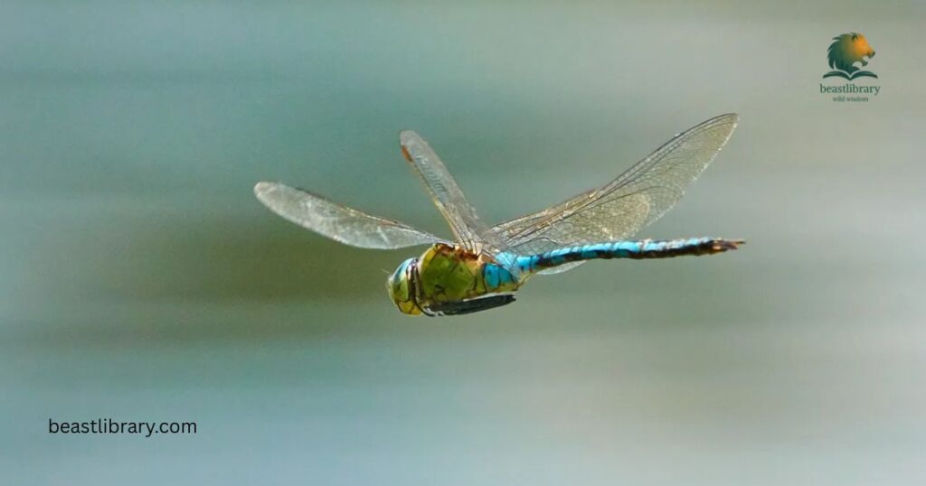Dragonfly