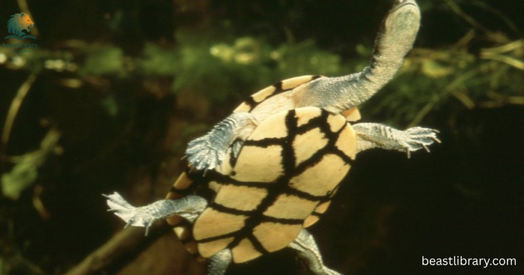 turtle with long neck