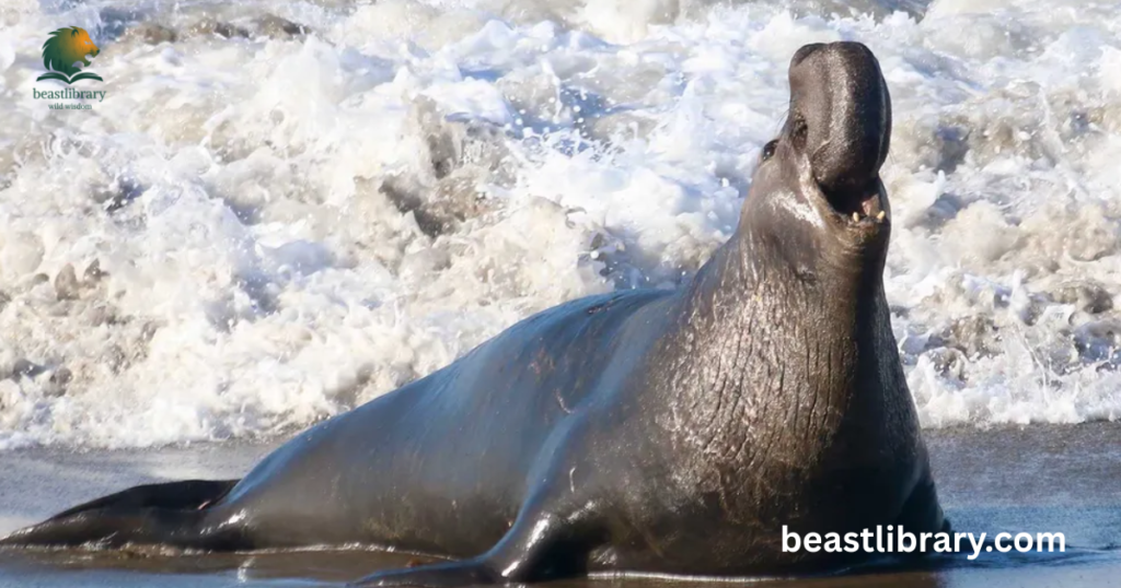 Elephant Seal