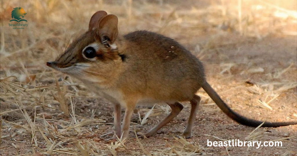 Elephant Shrew