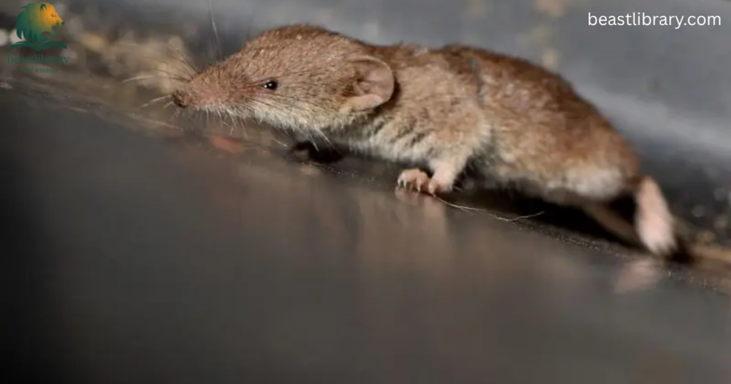 shrew is skinny