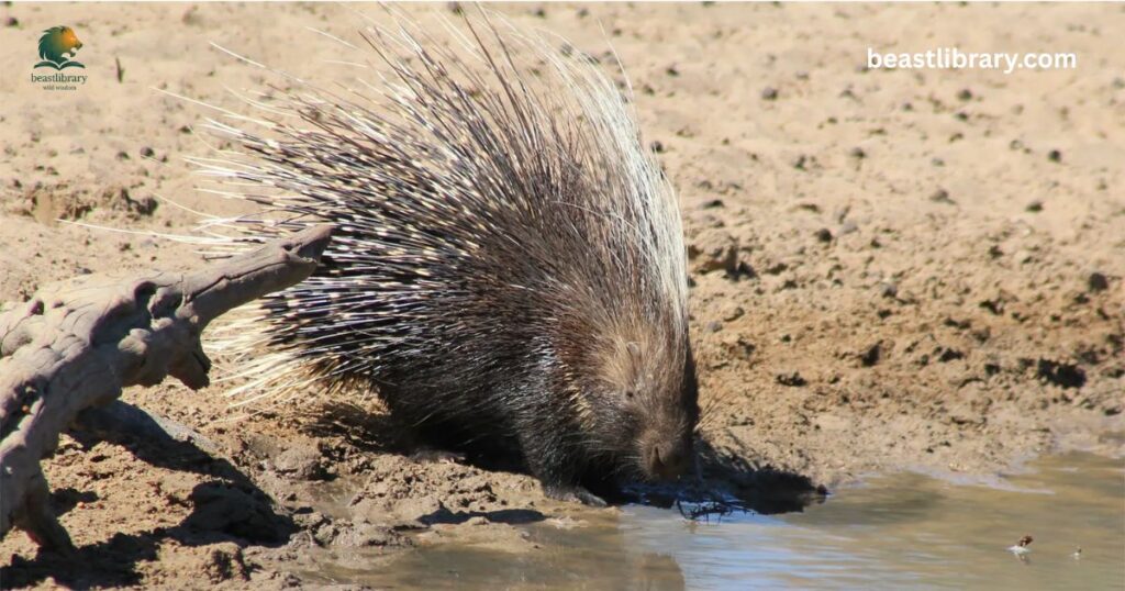 What States Do Porcupines Live In?