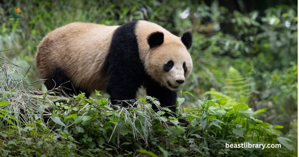Giant panda