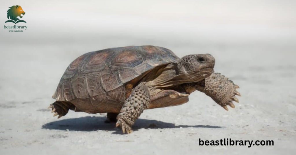 Gopher Tortoise