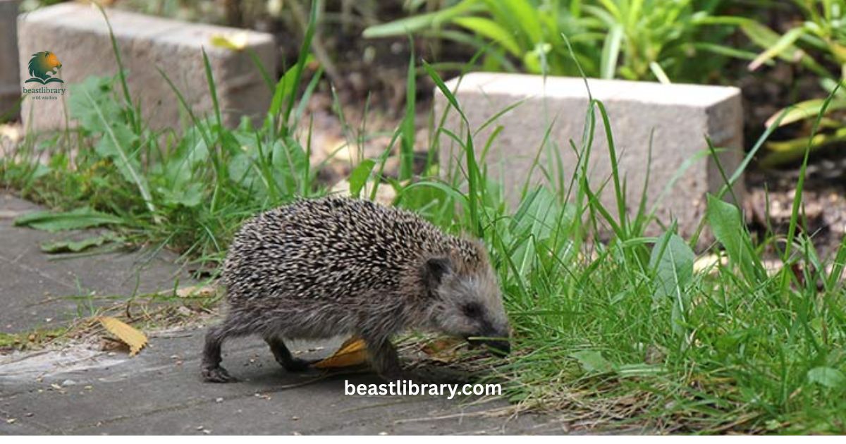 Hedgehogs