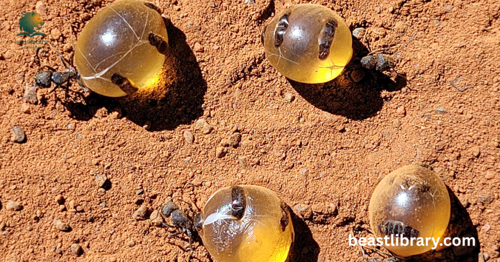 Honey Ant