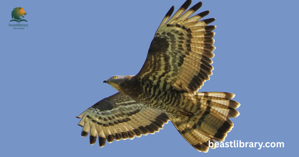  Honey Buzzards