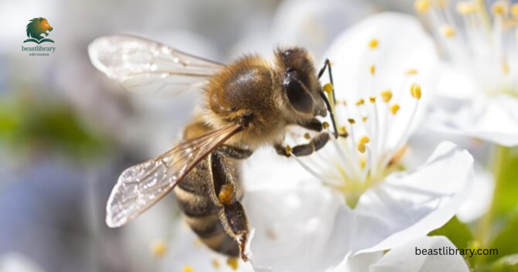 Honeybees