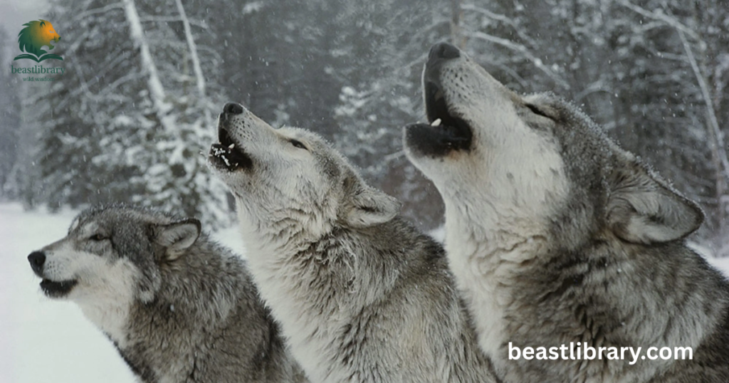 Sounds Do Wolves Make