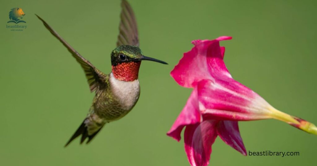 Hummingbirds