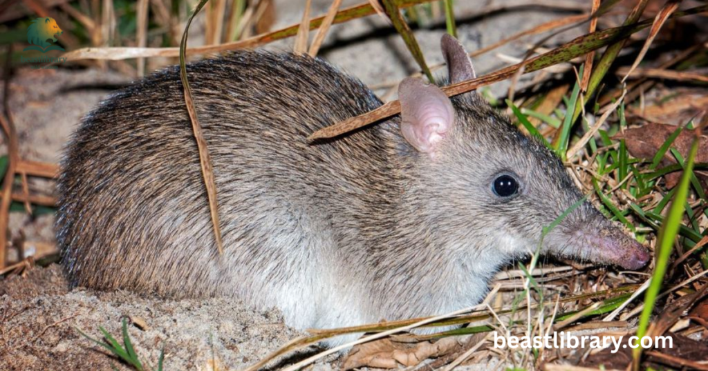  Long-nosed Bandicoot