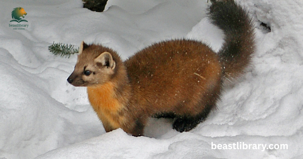 Martens