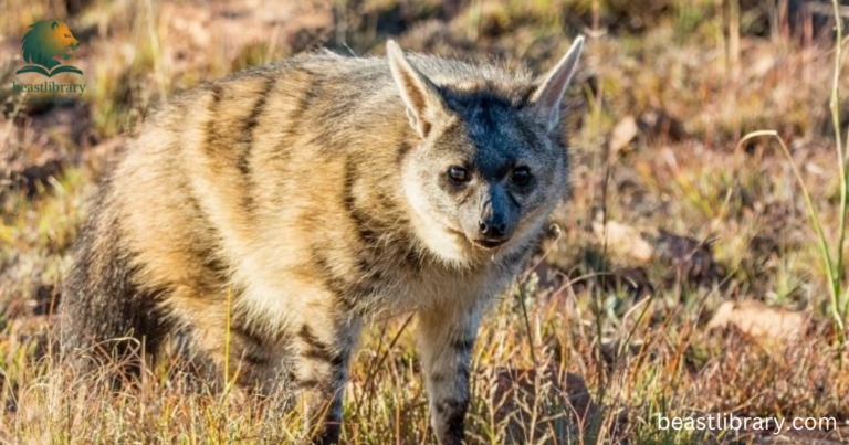 most shy animals