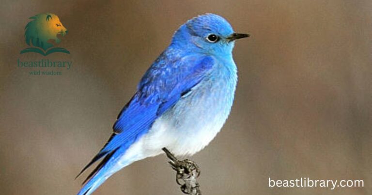 Mountain Bluebird