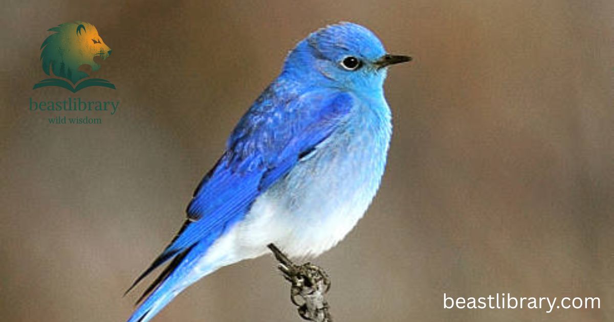 Mountain Bluebird