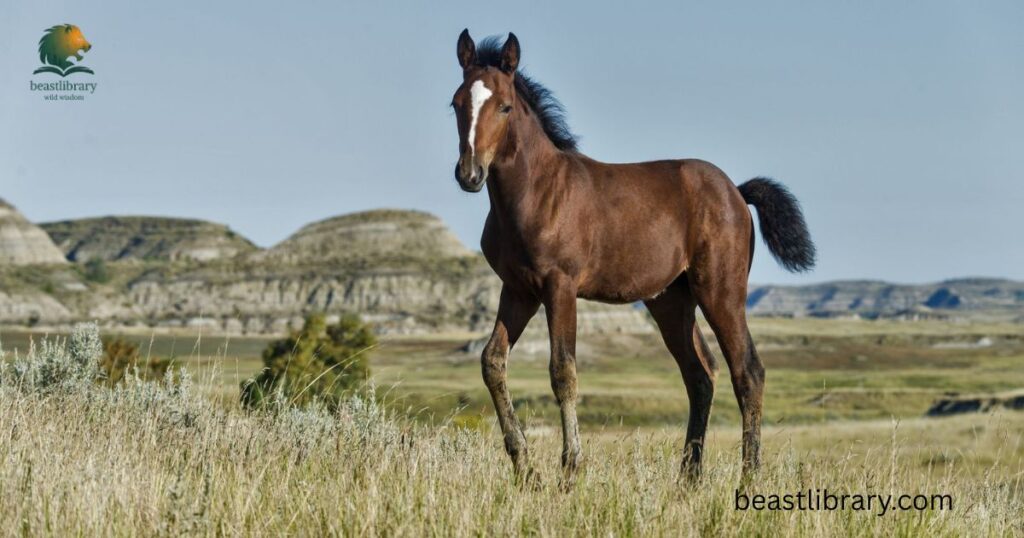 Mustang Horse- Energetic Animals