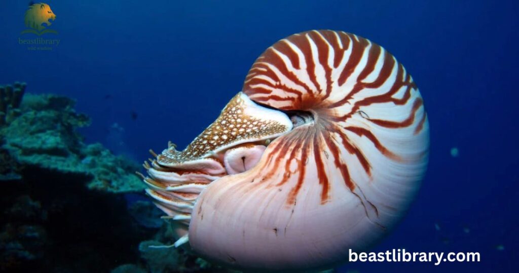Nautilus