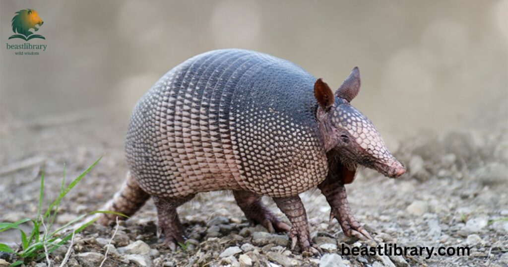 Nine Banded Armadillo