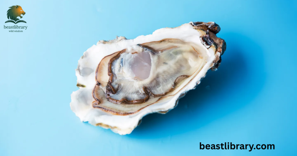 Oysters