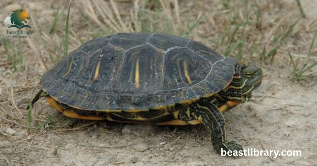 Pond Slider- Animals with Shells