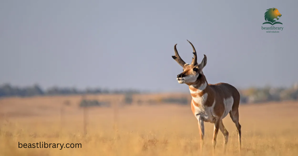 Pronghorn