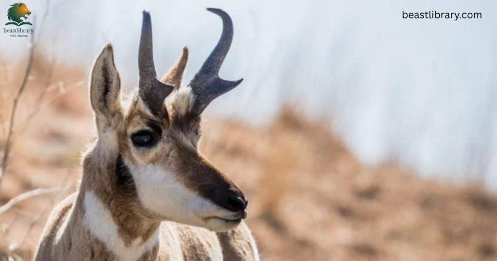 Animals with Long Horns