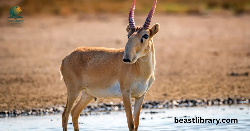  Saiga Antelope