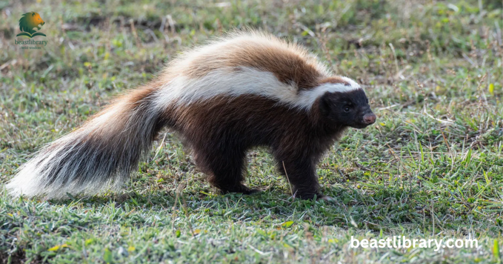 Skunks