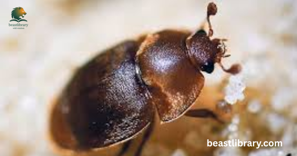 Small Hive Beetles