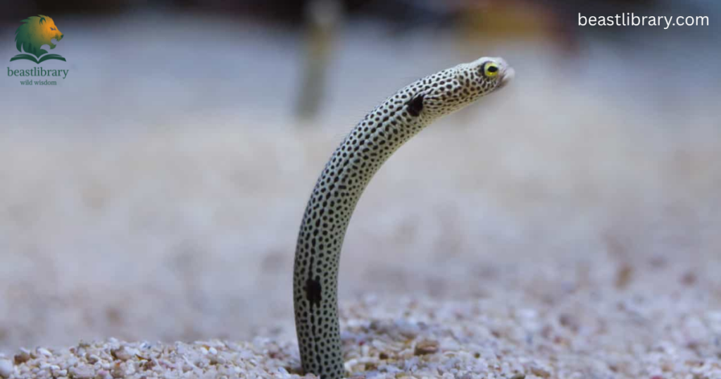 Eel is slim