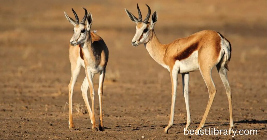 Springbok