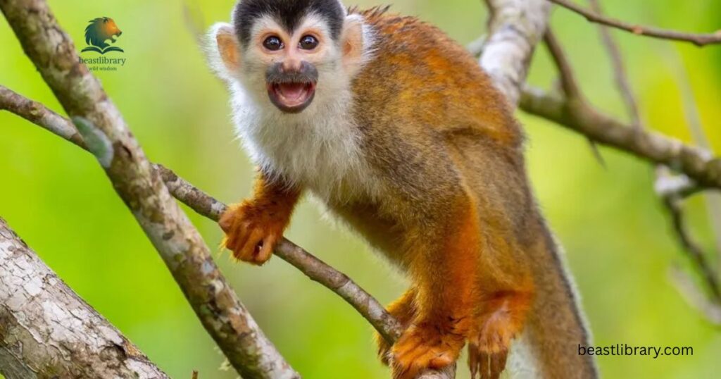 Squirrel Monkeys