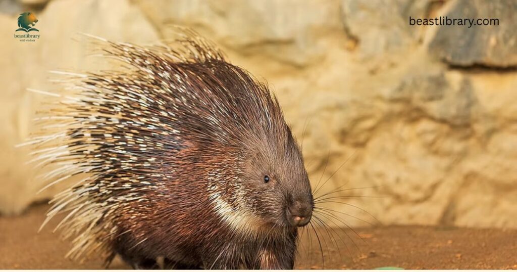 Can A Porcupine Hurt You?