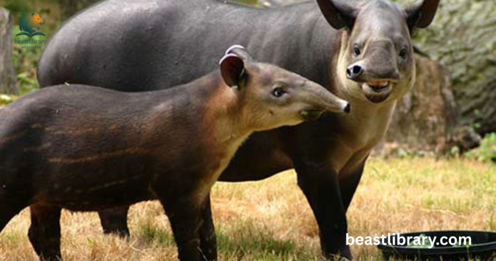 Tapirs