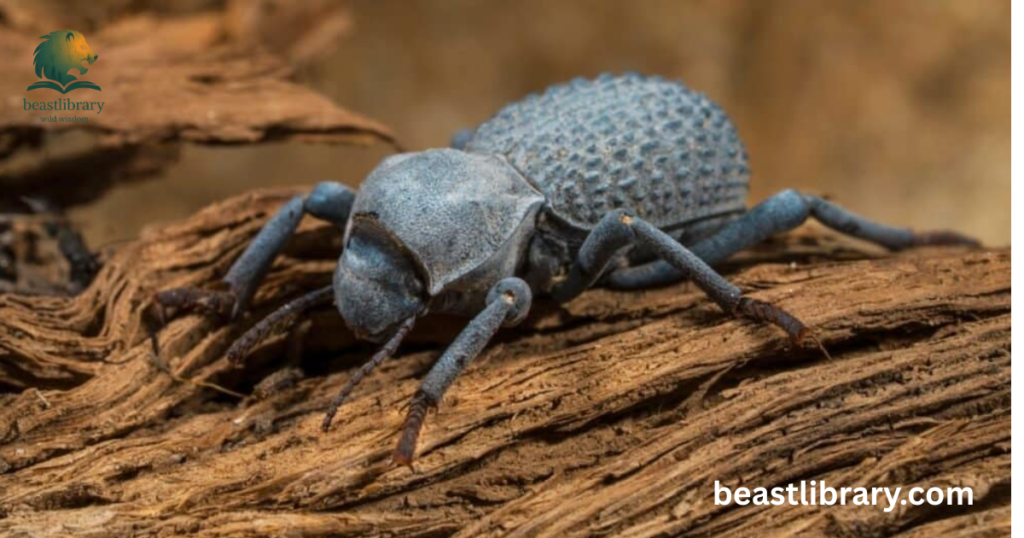 Texas Ironclad Beetle